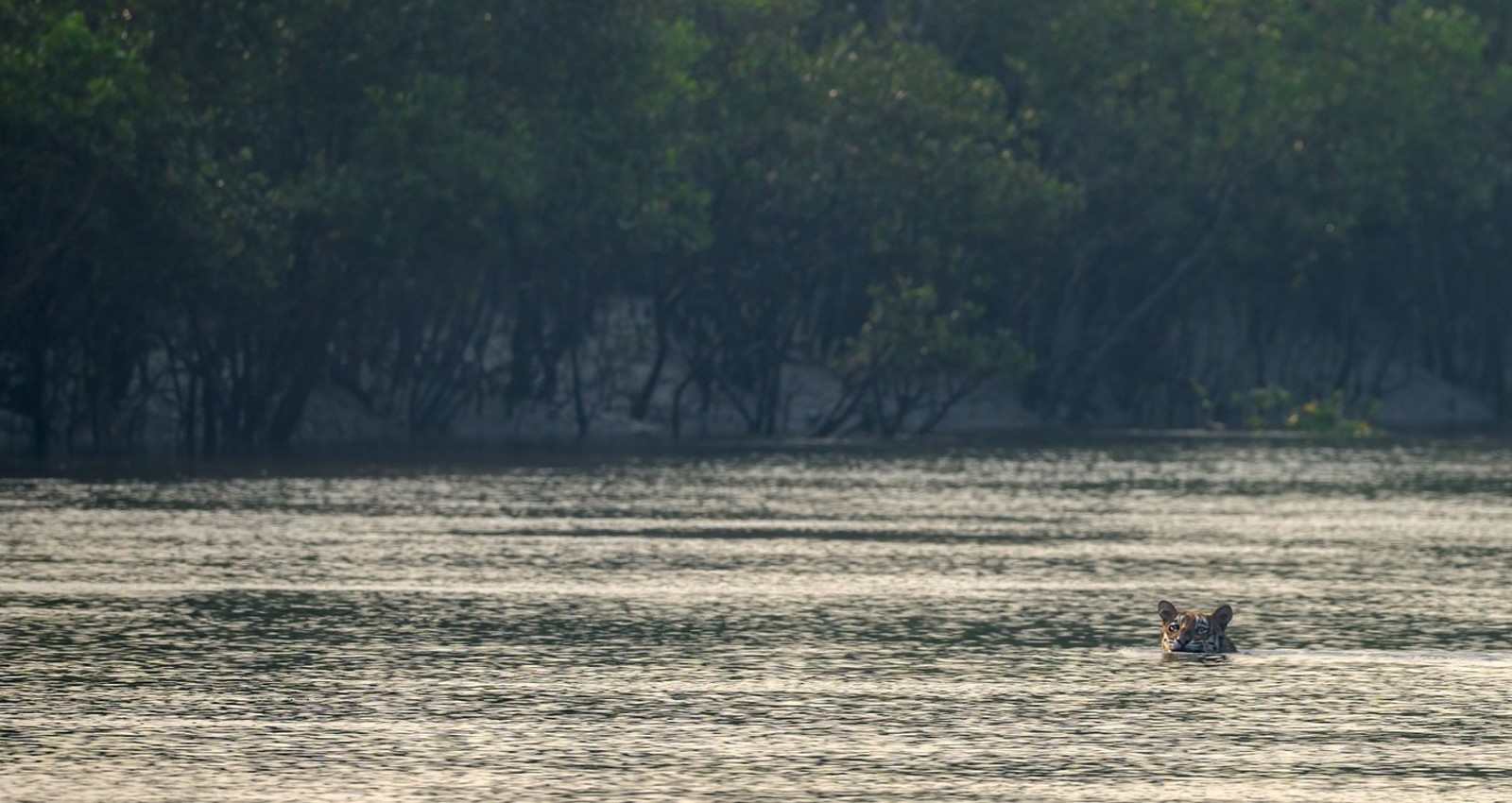 Tiger swimming in the Sundarbans